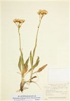 藏品(全緣千里光)的圖片